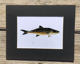 Cobia  Gyotaku Print