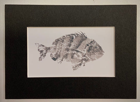 Sheepshead Gyotaku Fish Print