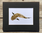 Cobia  Gyotaku Print