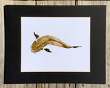 Cobia  Gyotaku Print