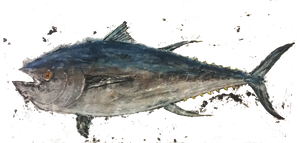 502 pound Bluefin Tuna caught on the "Done Deal" during The Wharf's Orange Beach Billfish Classic