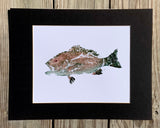 Lane Snapper Gyotaku Fish Print