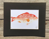 Lane Snapper Gyotaku Fish Print